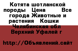 Котята шотланской породы › Цена ­ 40 - Все города Животные и растения » Кошки   . Челябинская обл.,Верхний Уфалей г.